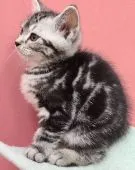 アメリカンショートヘア【千葉県・男の子・2021年10月8日・シルバータビー】の写真4「12/5撮影」