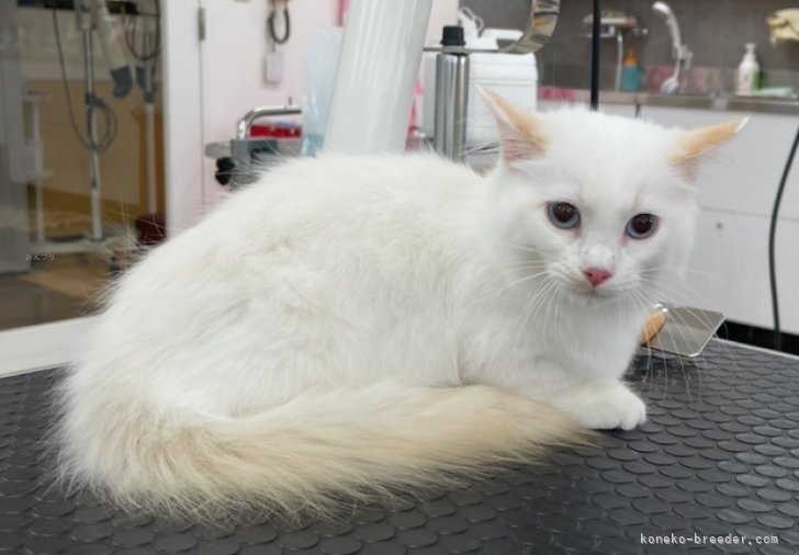 マンチカン【・男の子・2024年5月19日・RED POINT&amp;WHITE】