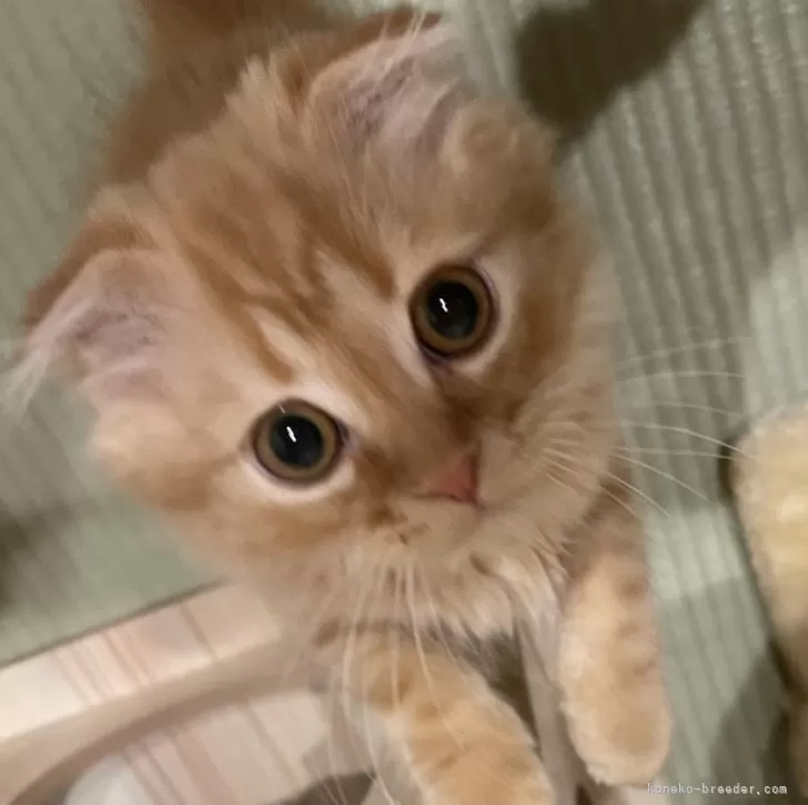 ID:2401-01275の子猫