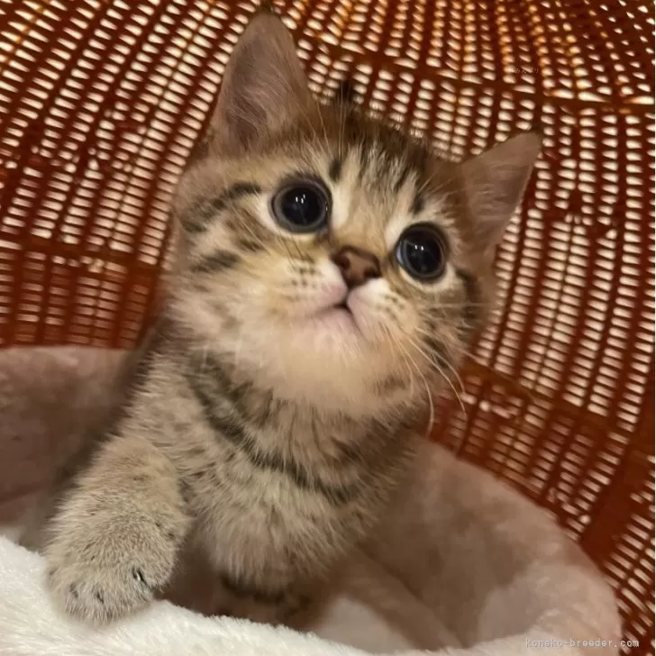 ID:2401-01144の子猫