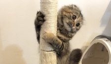 スコティッシュフォールド【・女の子・2019年1月30日・ブラウンパッチドタビー】