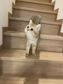 ブリティッシュショートヘア【・男の子・2021年10月13日・ゴールデンシェル】