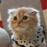 スコティッシュフォールド(折れ耳)【奈良県・男の子・2023年11月21日・レッドタビー】の写真5