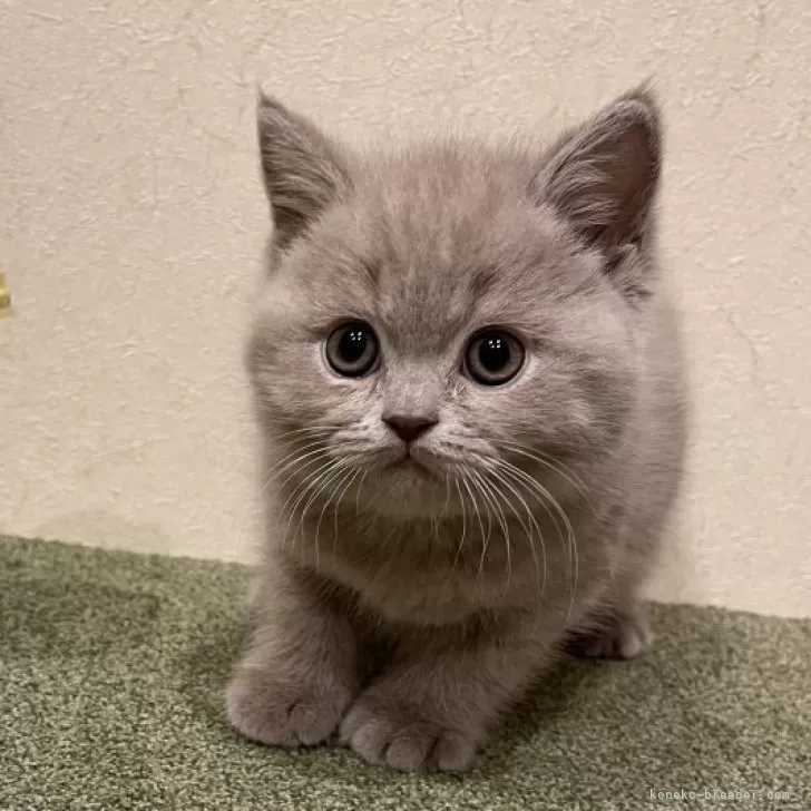 ID：2503-02202の子猫