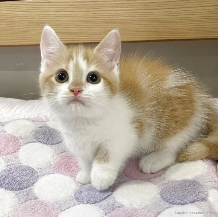 ID：2507-02351の子猫