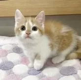 マンチカン(短足)