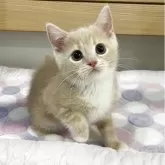 マンチカン(長足)