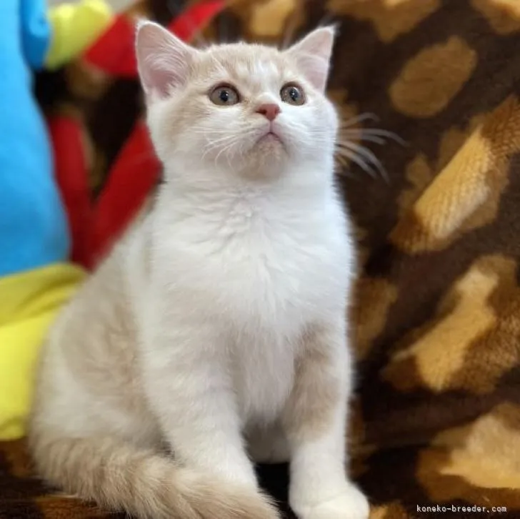 ID：2211-02554の子猫