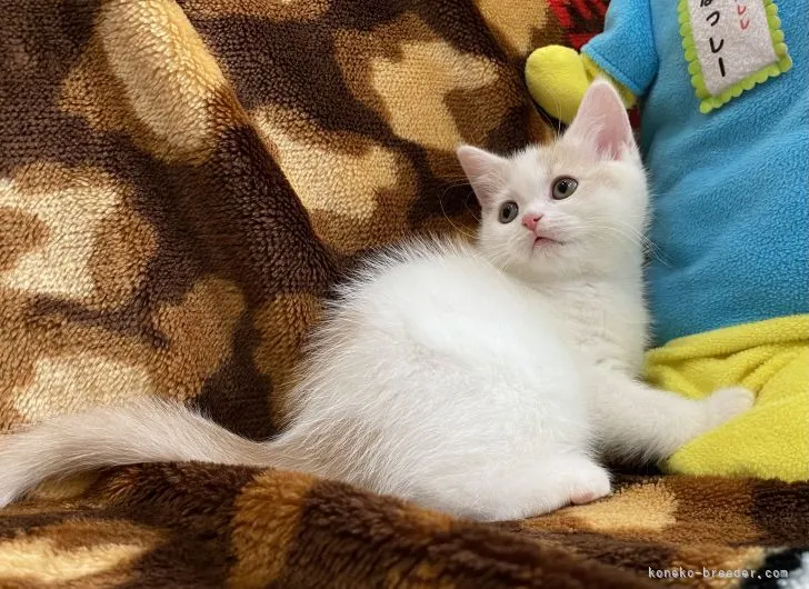 ID：2111-01979の子猫