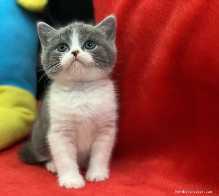 ID：2011-00921の子猫