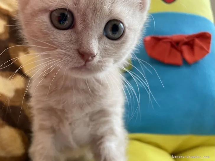 ID：2111-01977の子猫