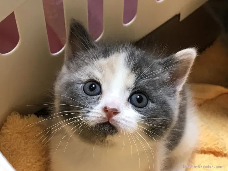 ID：1806-01284の子猫