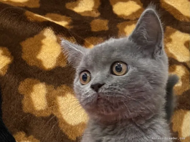 ID：2109-00711の子猫