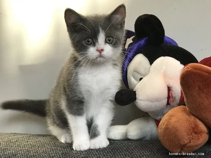 ID：1909-01352の子猫