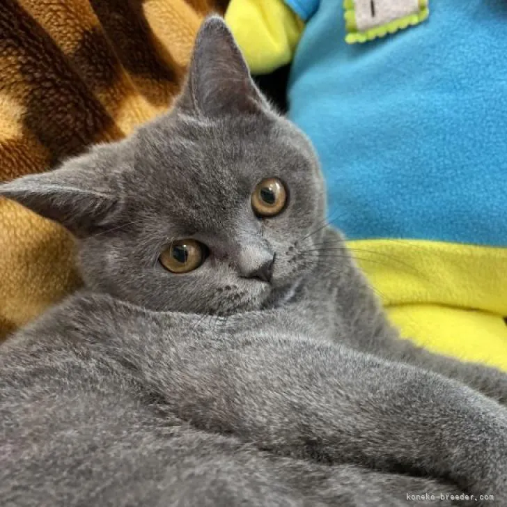 ID：2210-00713の子猫