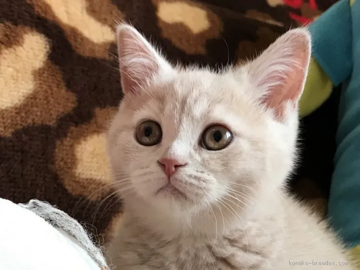 ID：1906-01100の子猫