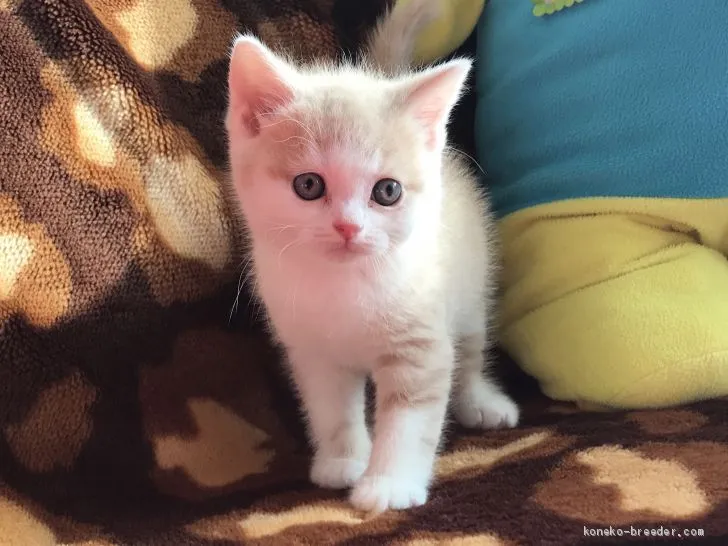 ID：1909-01350の子猫