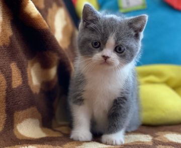 ブリティッシュショートヘア【愛知県・女の子・2020年10月3日・ブルーホワイト（ショート）】の写真「癒し系女子です」