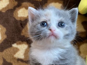 ブリティッシュショートヘア【愛知県・女の子・2020年7月3日・ブルーパッチドタビーホワイト（ショート）】の写真「個性的な配色がチャームポイント」