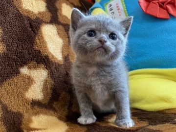 ブリティッシュショートヘア【愛知県・女の子・2020年7月3日・ブルークリーム（ショート）】の写真「優しい雰囲気のカラーです」