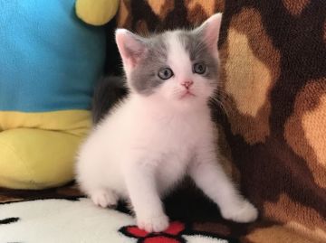 ブリティッシュショートヘア【愛知県・男の子・2019年8月10日・ブルー&ホワイト（ショート）】の写真「ホワイトにブルーの色合いです」