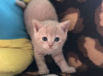 ブリティッシュショートヘア【愛知県・男の子・2019年8月10日・クリーム（ショート）】の写真「ミニミニ子ライオンみたいです」