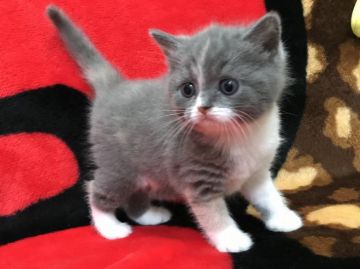 ブリティッシュショートヘア【愛知県・女の子・2019年3月17日・ダイリュートキャリコ（ショート）】の写真「マイペースな子です」