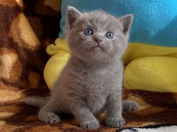 ブリティッシュショートヘア【愛知県・男の子・2020年5月18日・ブルー（ショート）】の写真「凛としたカッコいい子です」