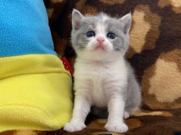 ブリティッシュショートヘア【愛知県・女の子・2020年7月3日・ブルーパッチドタビーホワイト（ショート）】の写真「白とカラーがほどよくて綺麗です」