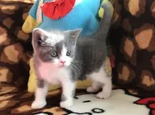 ブリティッシュショートヘア【愛知県・女の子・2019年8月6日・ブルー&ホワイト】の写真2「むっちりです」