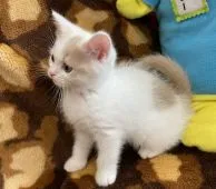 ブリティッシュショートヘア【愛知県・女の子・2021年9月13日・クリームホワイトマッカレルタビー】の写真2「良い子に育ってくれました」