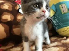 ブリティッシュショートヘア【愛知県・女の子・2019年8月6日・ブルー&ホワイト】の写真4「口の下のマークが目印でチャームポイントです」