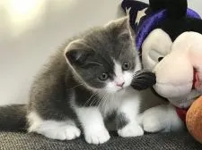 ブリティッシュショートヘア【愛知県・女の子・2019年8月6日・ブルー&ホワイト】の写真5「キリリとしたお顔になってきました」