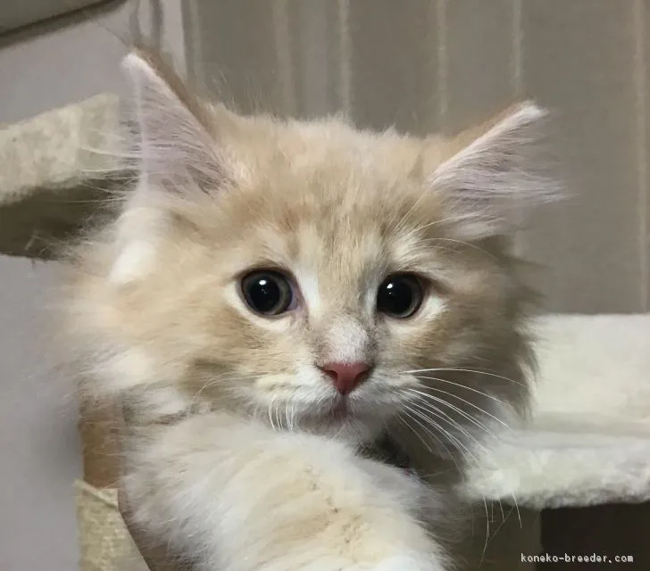 ID：1811-00892の子猫