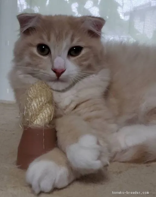 ID：1905-01804の子猫