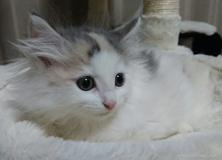 ID：1811-00372の子猫