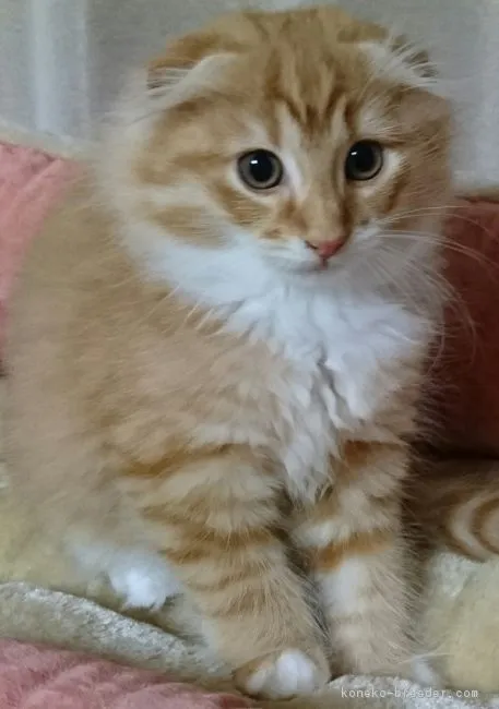 ID：1711-00577の子猫