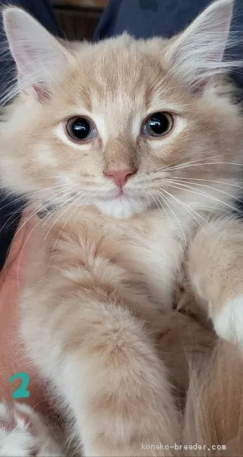 ID：1910-00810の子猫