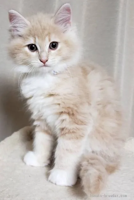 ID:1906-00314の子猫