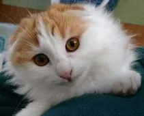 ノルウェージャン&スコティッシュ【埼玉県・女の子・2017年8月26日・レッドタビー&ホワイト】の写真1「12/27📷」