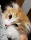 父ノルウェージャン 母スコティッシュ垂れ耳【埼玉県・男の子・2019年3月21日・レッドタビー&ホワイト】の写真1