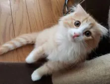 父ノルウェージャン 母スコティッシュ垂れ耳【埼玉県・男の子・2019年3月21日・レッドタビー&ホワイト】の写真2