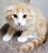 父ノルウェージャン 母スコティッシュ垂れ耳【埼玉県・男の子・2019年3月21日・レッドタビー&ホワイト】の写真5