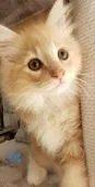 ノルウェージャンフォレストキャット【埼玉県・男の子・2020年3月7日・】の写真5