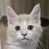 ノルウェージャンフォレストキャット