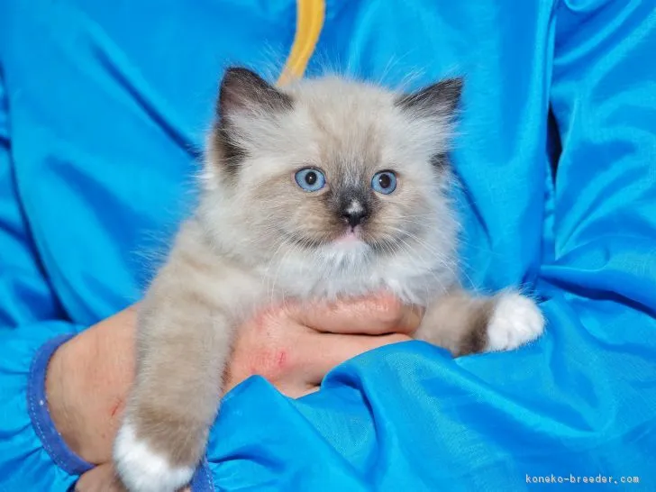 ID:1812-00577の子猫