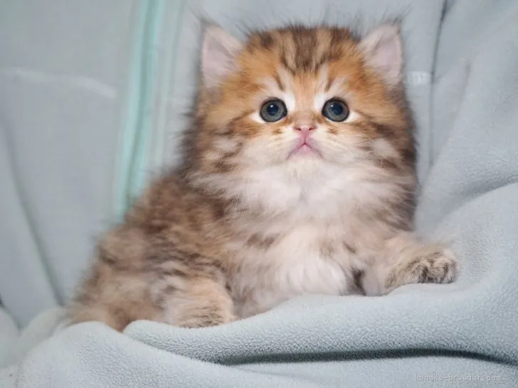 ID：1905-00319の子猫
