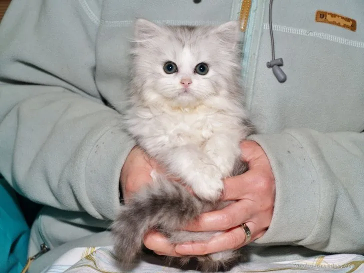typeone 様のお迎えした子猫