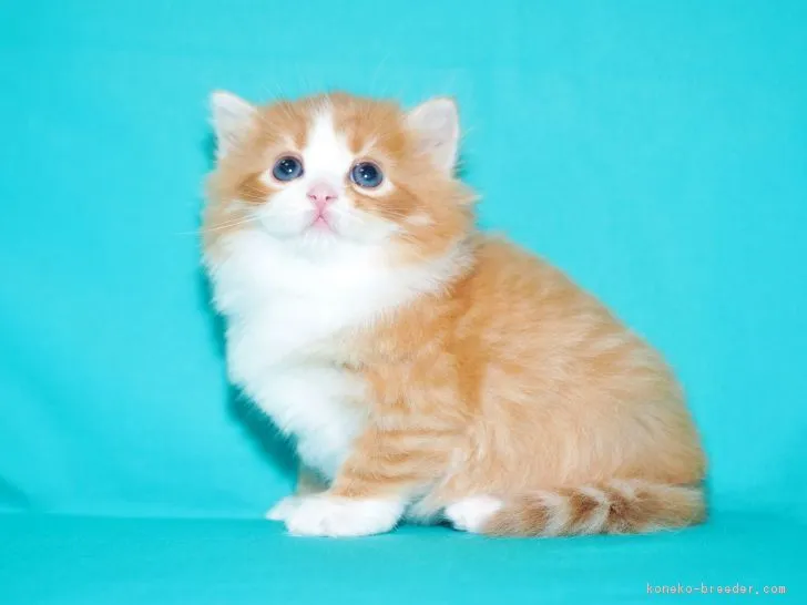 ID:1809-00814の子猫