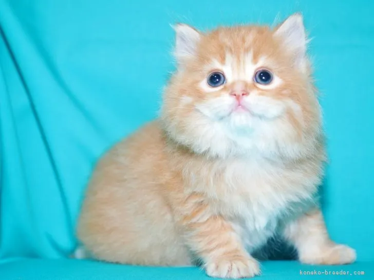 ID:1809-00820の子猫